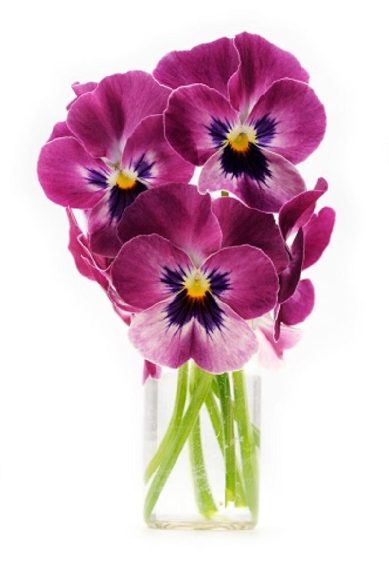 https://floristfinsbury.co.uk/blog/dazzling-hydrangea-gardens-stepbystep-care-instructions/