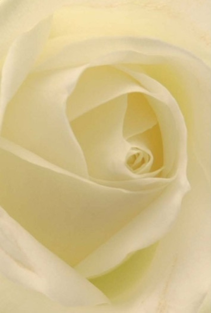 To witness this classic white rose, as arranged by seasoned florists here in Finsbury, is to appreciate the extraordinary interplay between softness and subtlety in nature's designs. Each petal, blending creamy whites and shades of barely-there ivory, nestles around the spiral core, inviting the eye to trace its tranquil curves. Gentle light-akin to that which finds its way through Clerkenwell's narrow streets-bathes the bloom, lending it a serene luminosity that seems to ebb directly from within. The layering is deliberate, a testament to the florist's care and finesse, creating an atmosphere of sophistication and poised stillness. This rose's near-flawless centre radiates purity and quiet resilience, becoming the perfect choice for marking heartfelt moments: an apology extended with sincerity, a romantic gesture along Rosebery Avenue, or an elegant touch gracing a wedding in nearby parks. The subtle transitions of tone-an interplay between fresh cream and silken white-are enhanced by gentle shadows, adding grace and an enduring sense of calm. The imagined fragrance is clean, understated, and utterly serene, the very spirit of Finsbury's mindful artistry distilled into a single bloom. In every thoughtful composition, such as this, the community's deep appreciation for honest beauty and tender emotion are gently celebrated.